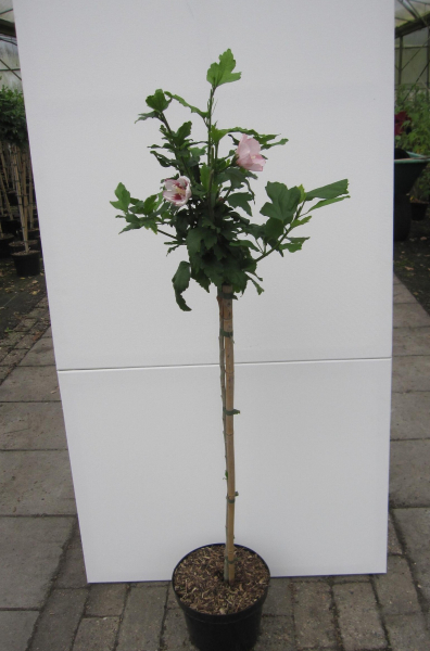 Hibiscus syriacus Hamabo 2